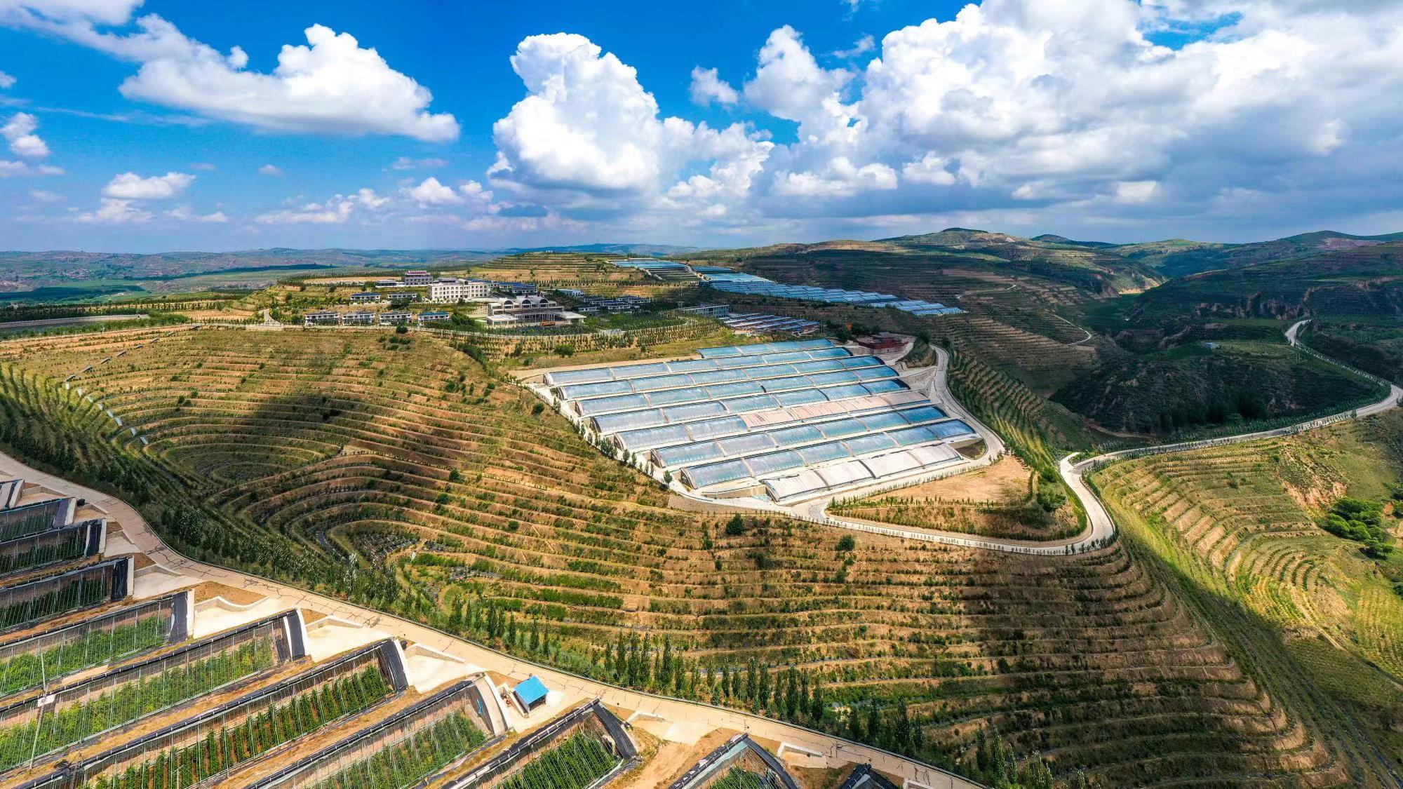 榆嶺窊村豐禾農(nóng)場的果蔬大棚。