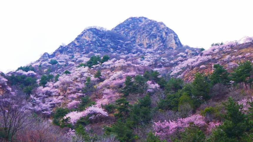 武安市東太行百里畫廊里的山桃花。李樹鋒攝