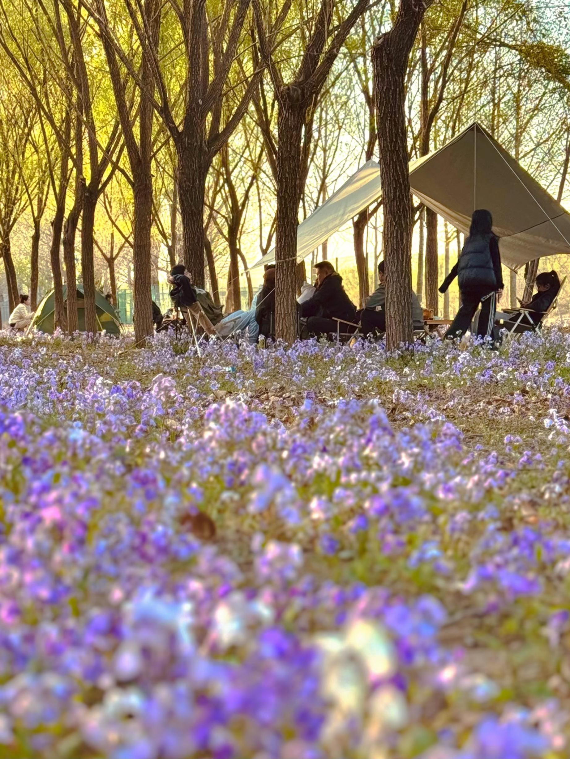 清明假期期間，范女士一家在北京溫榆河邊露營。受訪者供圖