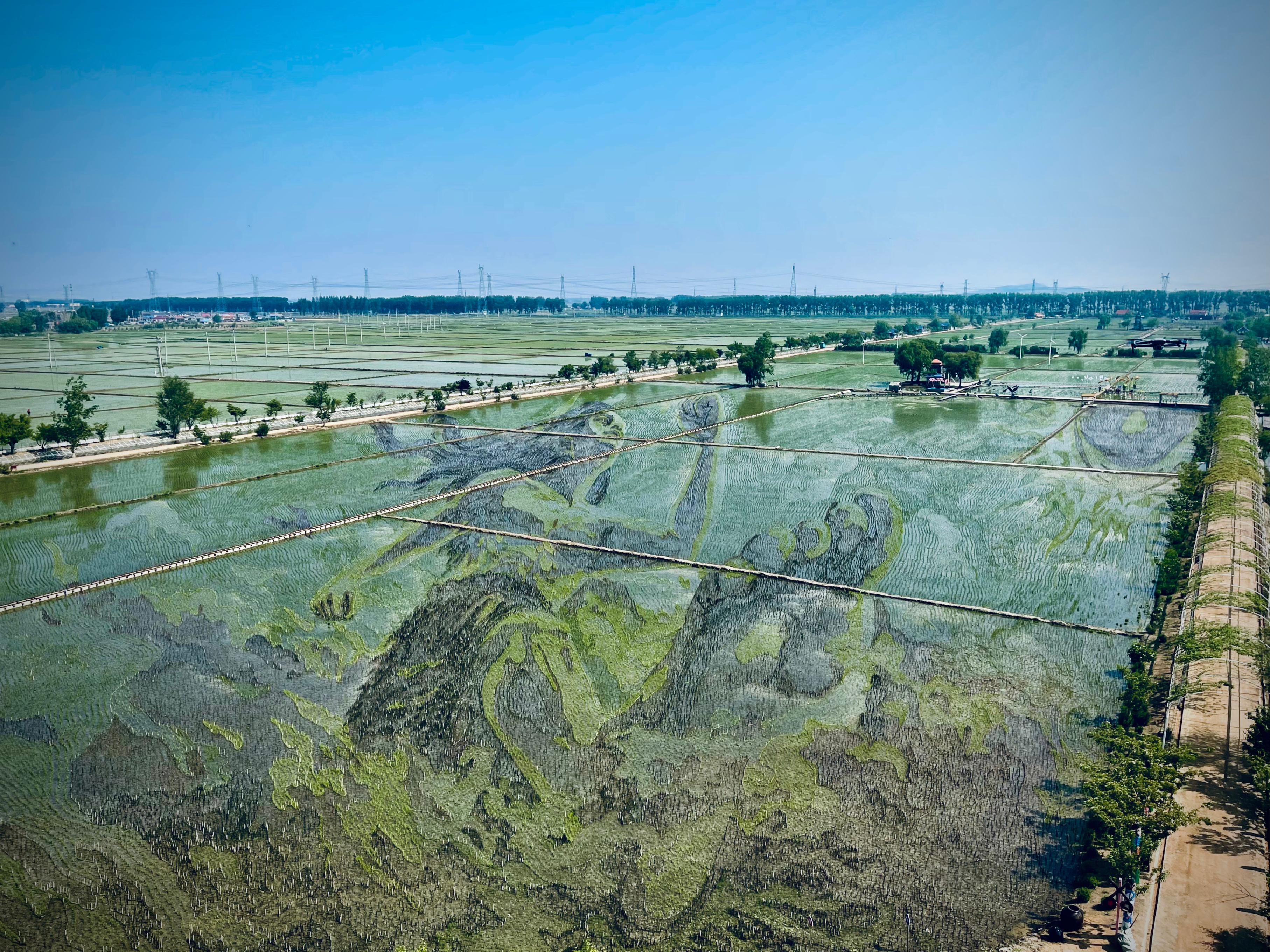 “歷史典故-夸父逐日”稻田畫。人民網(wǎng)記者 任妍攝