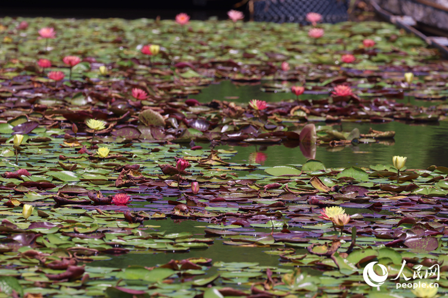 藏在繁花深處的3朵雙色睡蓮。人民網(wǎng)記者 陳博攝