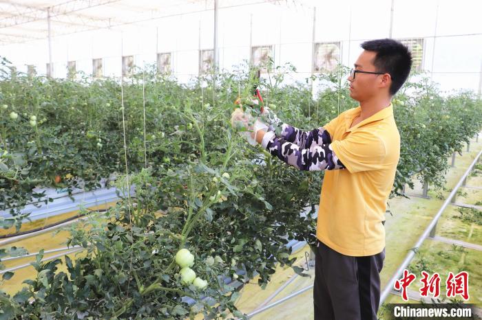圖為在紅谷灘區(qū)元宇宙·VR數(shù)字農(nóng)業(yè)示范基地七彩番茄培育車間內(nèi)，農(nóng)業(yè)技術(shù)員正在對(duì)番茄植株進(jìn)行修剪?！⌒苠\陽 攝
