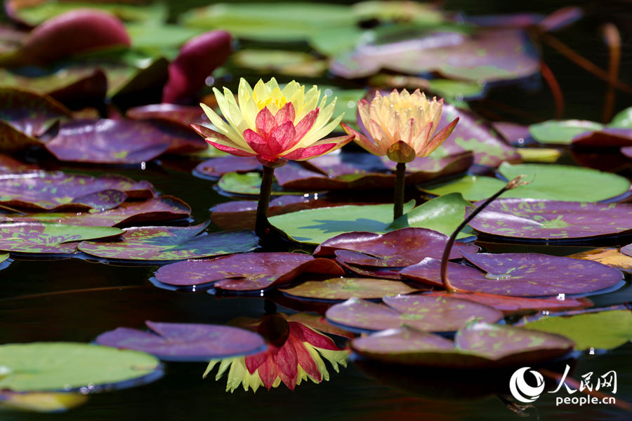 雙色睡蓮與翠綠的蓮葉、清澈的池水相映成畫。人民網(wǎng)記者 陳博攝