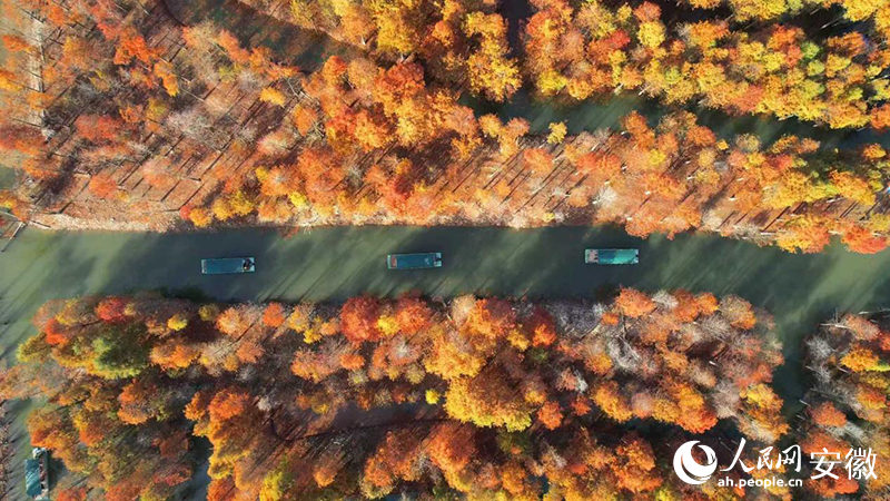 寧國(guó)落羽紅杉林。人民網(wǎng) 郭昊攝